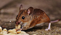 24 Hour & Emergency Exterminators in Cornwall, PA